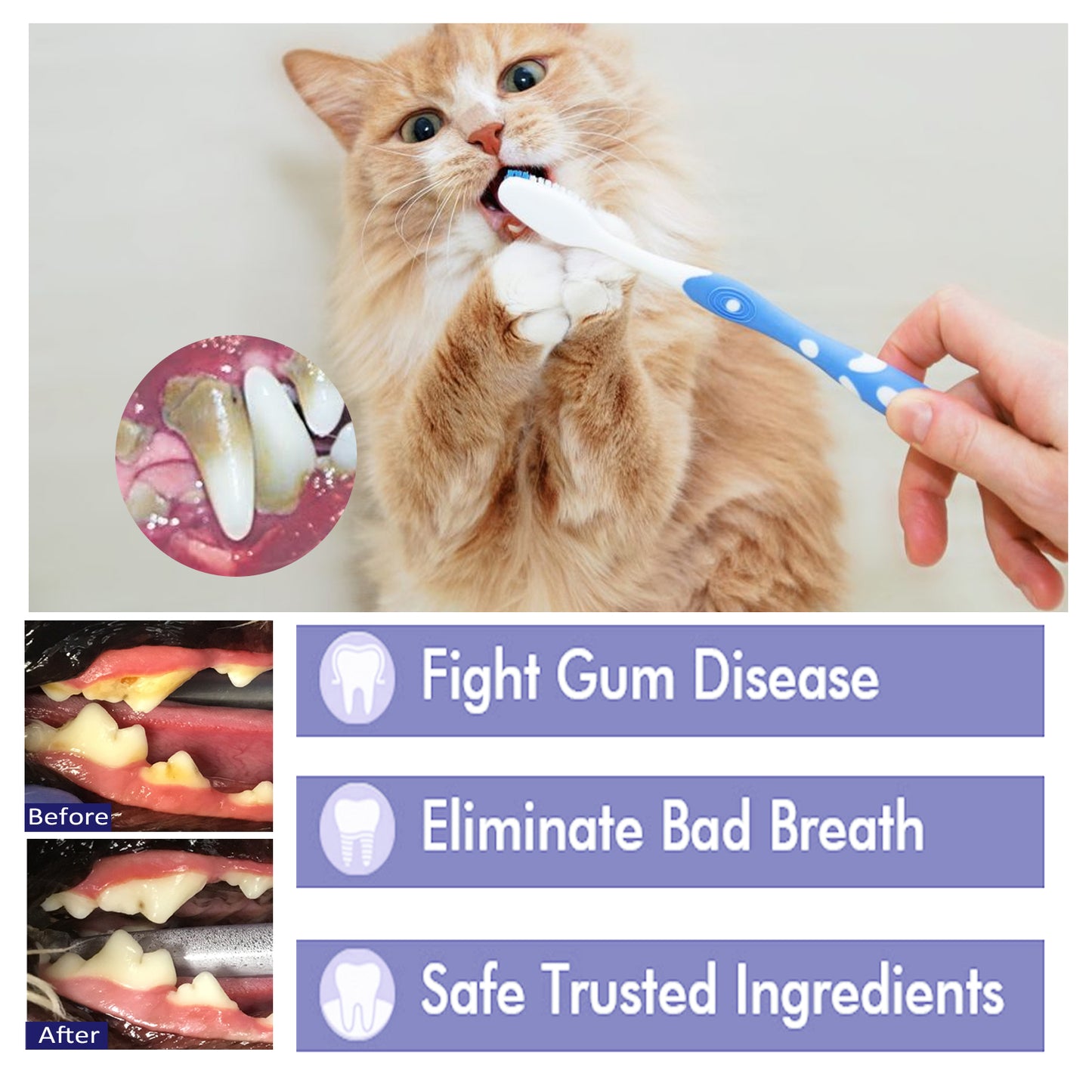 Pet V34 Toothpaste